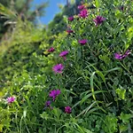 Madeira Sunset - Nature Retreat *