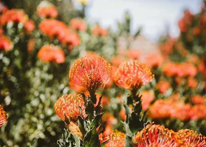 Madeira Sunset - Nature Retreat * Ponta do Pargo