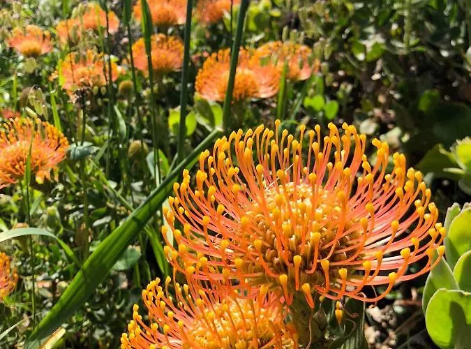 木屋 Madeira Sunset - Nature Retreat 蓬塔杜帕戈