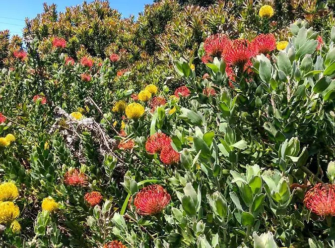 Madeira Sunset - Nature Retreat Ponta do Pargo