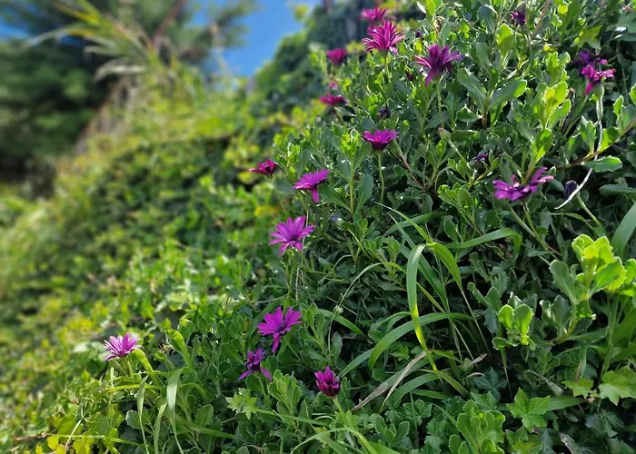 Madeira Sunset - Nature Retreat *